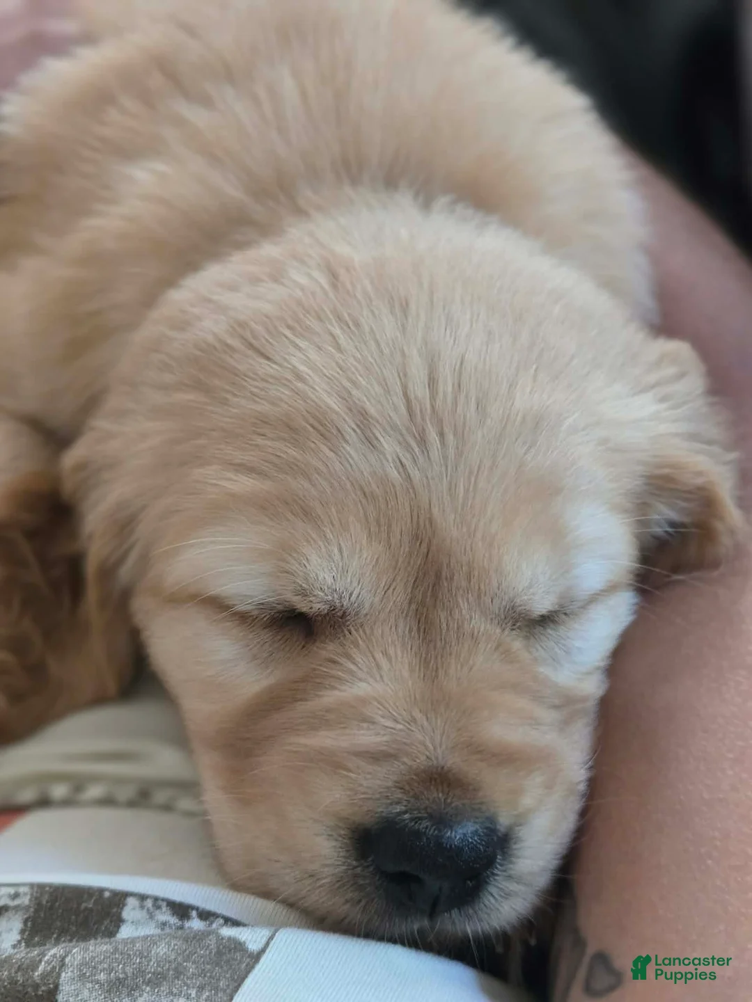 Golden Retriever dogs for sale: Golden Retriever Puppy 4 - Ad 1