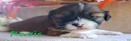 Lhasa Apso dogs for sale: AKC Ravis - Ad 3