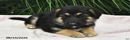 Mixed Breed dogs for sale: Eskimo - Ad 2
