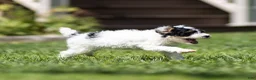 Miniature Poodle dogs for sale: Spike Miniature Poodle  - Ad 8