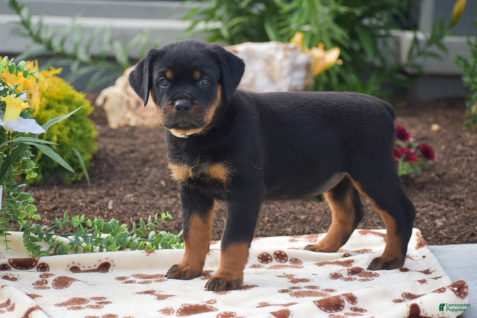 Rottweiler dogs Hope - Ad 1