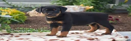 Rottweiler dogs for sale: Hope - Ad 1