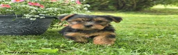 Yorkshire Terrier dogs for sale: Millie - Ad 2