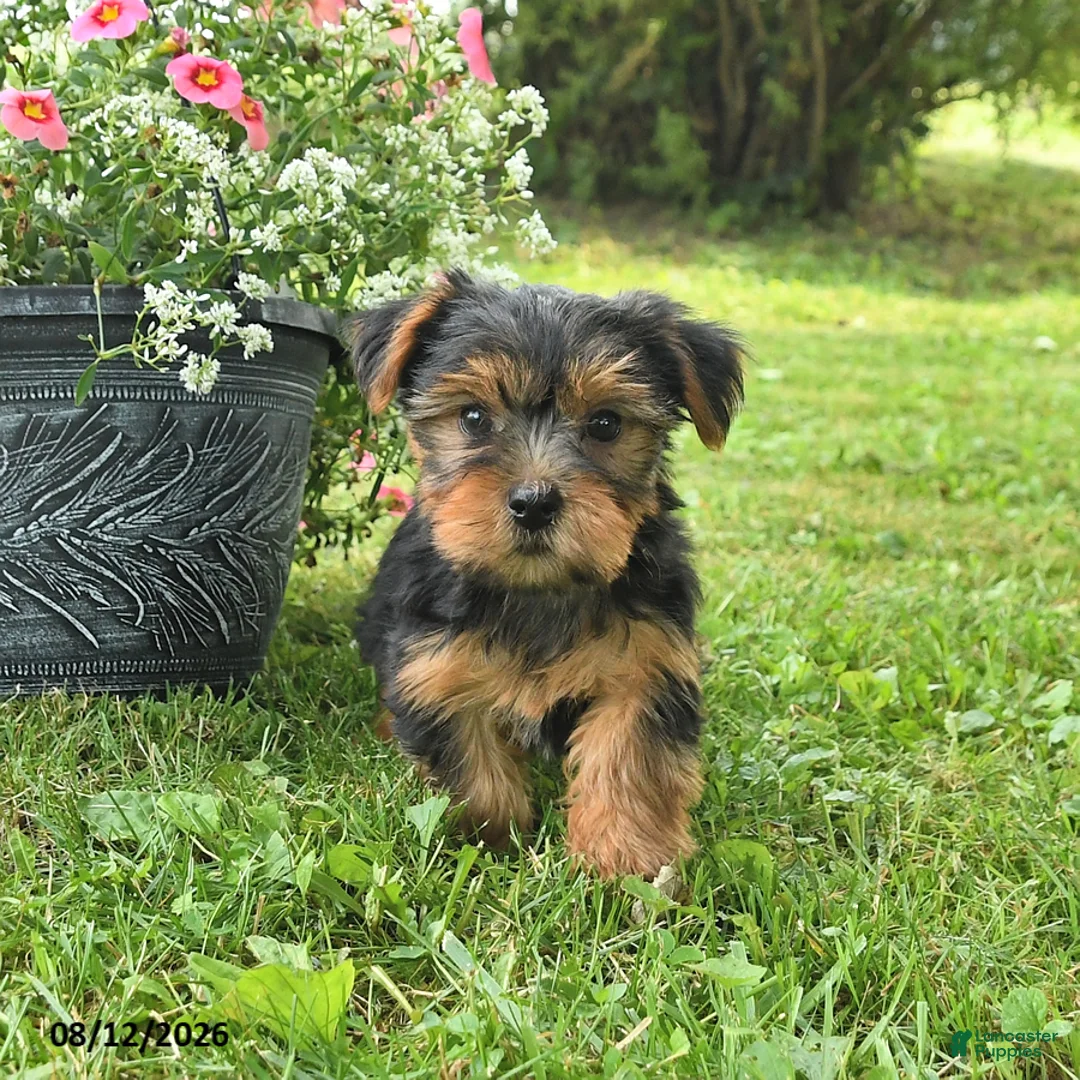 Yorkshire Terrier dogs for sale: Millie - Ad 2