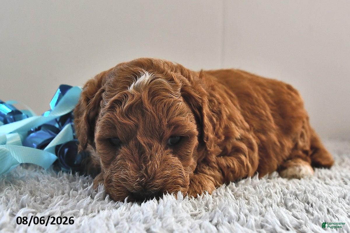 Mini Goldendoodle dogs Ollie - Ad 2