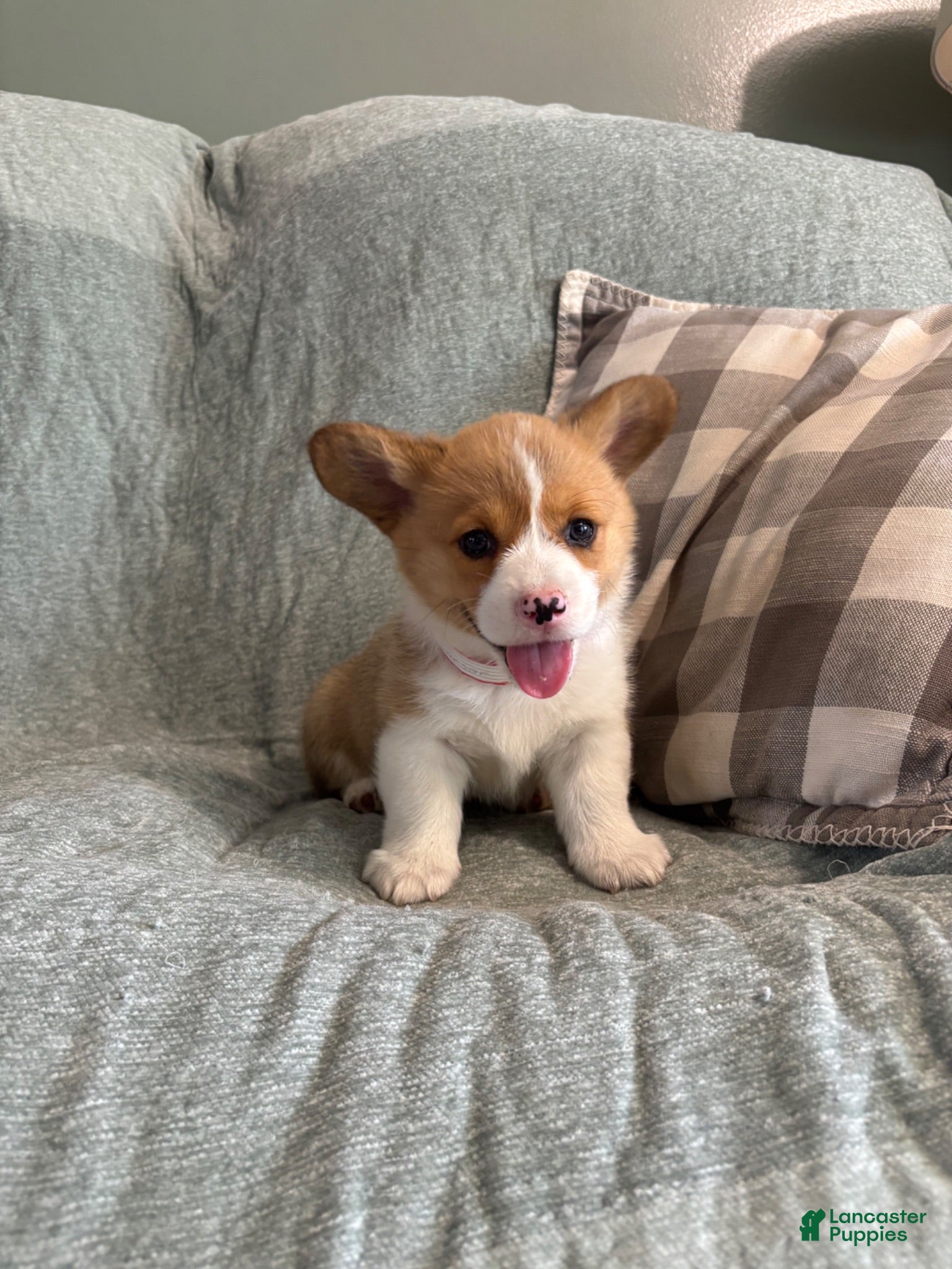 Welsh Corgi Pembroke dogs Welsh Corgi Pembroke 2 - Ad 2