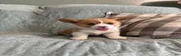 Welsh Corgi Pembroke dogs for sale: Welsh Corgi Pembroke 2 - Ad 2