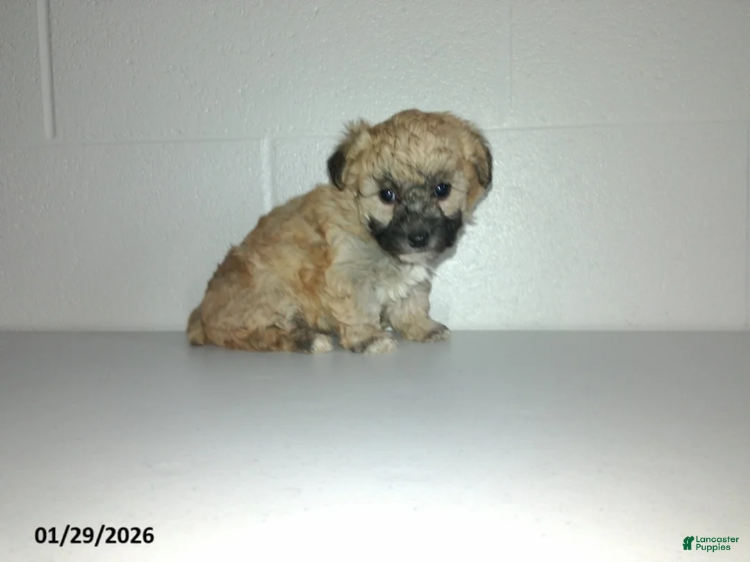 Yorkiepoo dogs for sale: Cara  - Ad 19