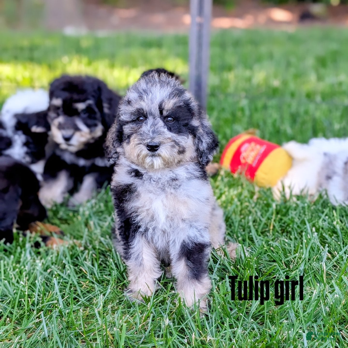 Mixed Breed dogs Tulip - Ad 1