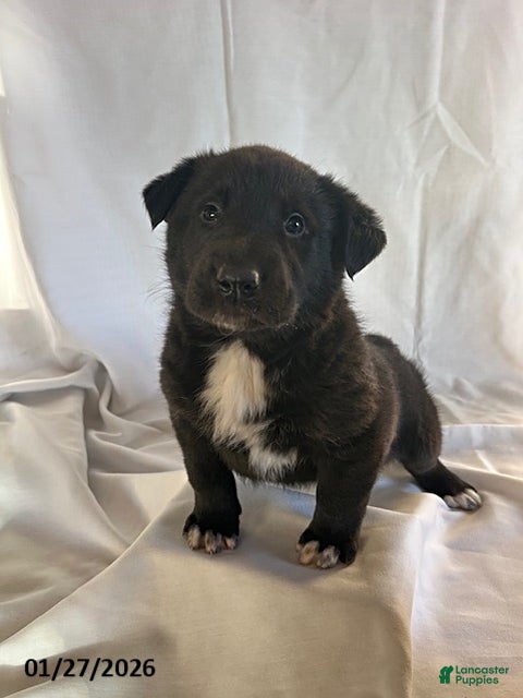 Mixed Breed dogs Kip  - Ad 7