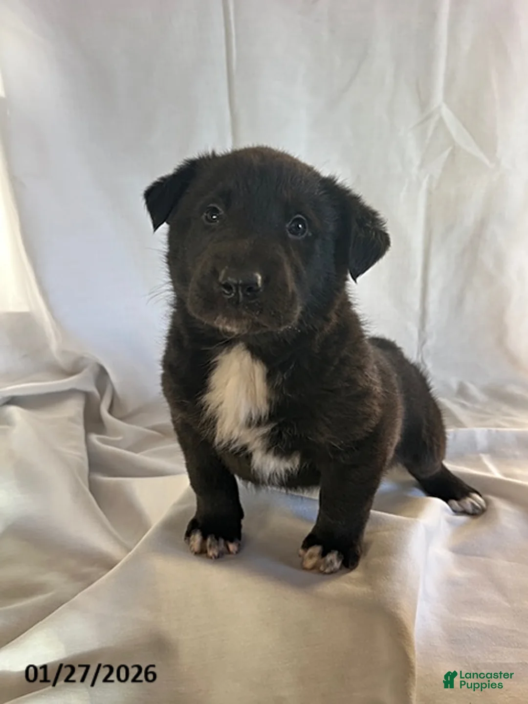 Mixed Breed dogs for sale: Kip  - Ad 1