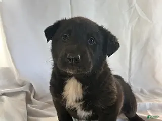 Mixed Breed dogs Kip - Ad 39