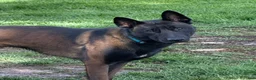 Belgian Malinois dogs for stud: Vidarr - Ad 2