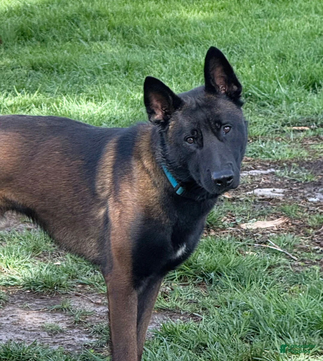 Belgian Malinois dogs for stud: Vidarr - Ad 2