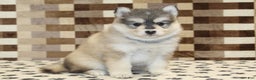 Pomsky dogs for sale: Piper - Ad 2