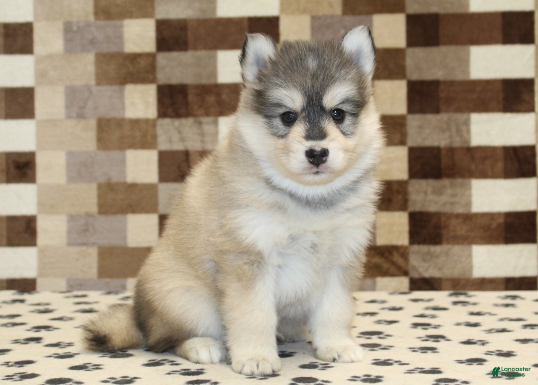 Pomsky dogs for sale: Piper - Ad 2