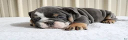 English Bulldog dogs for sale: Bailey  - Ad 12