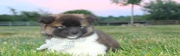 Akita dogs for sale: AKC Riley - Ad 3