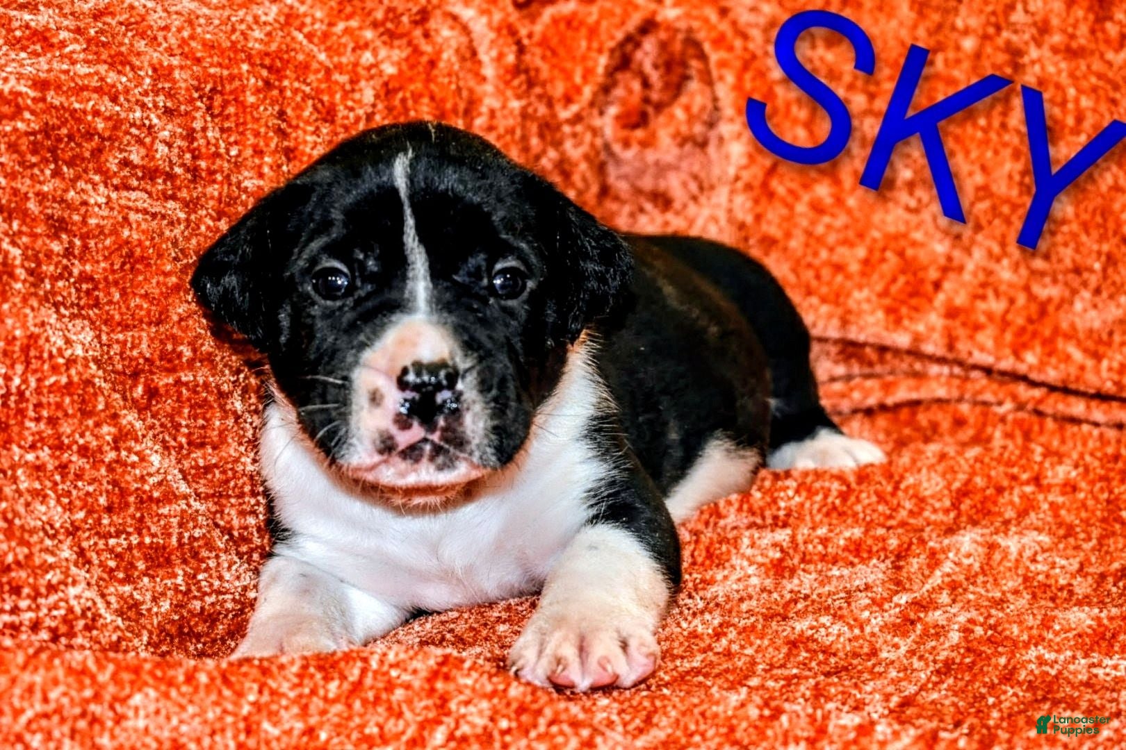 Presa Canario dogs Ms Sky - Ad 1