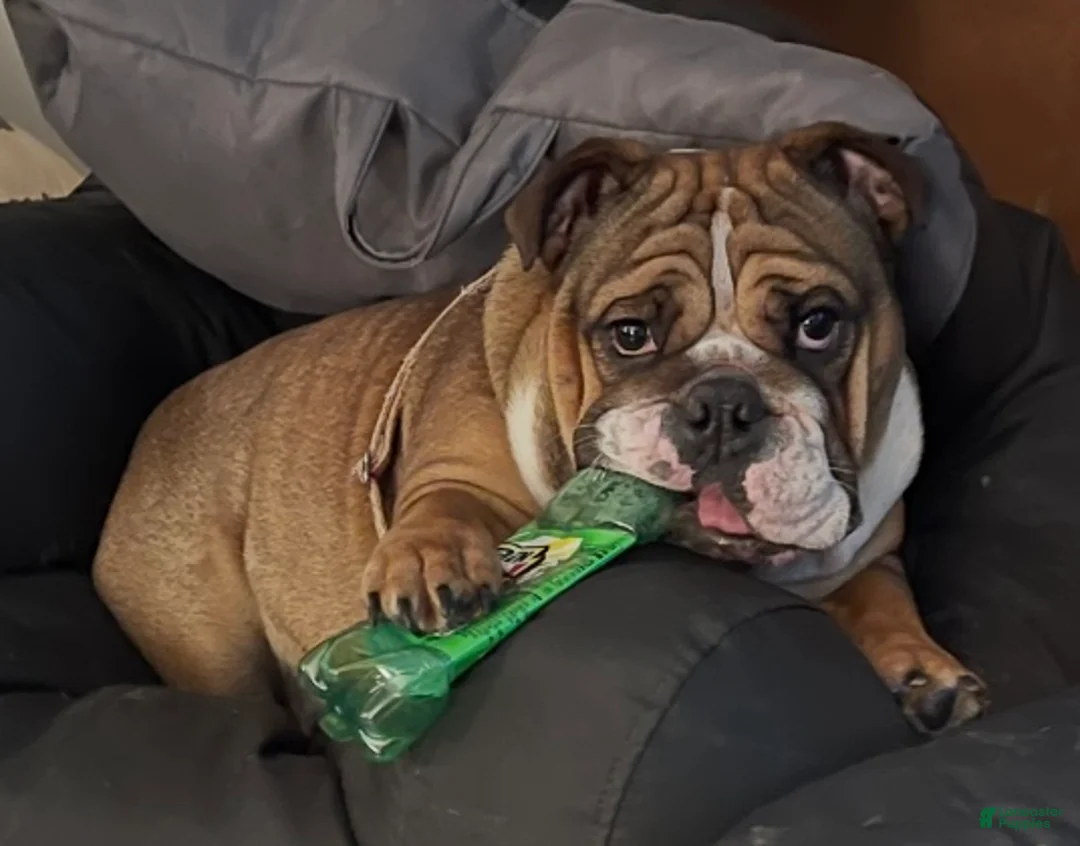 English Bulldog dogs for sale: English Bulldog Puppy 1 - Ad 15