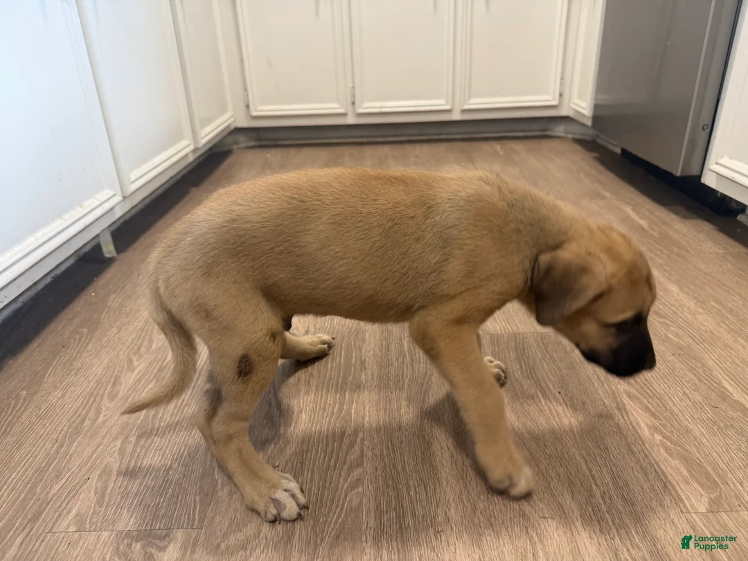 Mixed Breed dogs for sale: Mixed Breed 2 - Ad 1