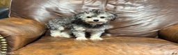 Toy Poodle dogs for sale: Bluey - Ad 1