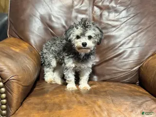 Toy Poodle dogs Bluey - Ad 29