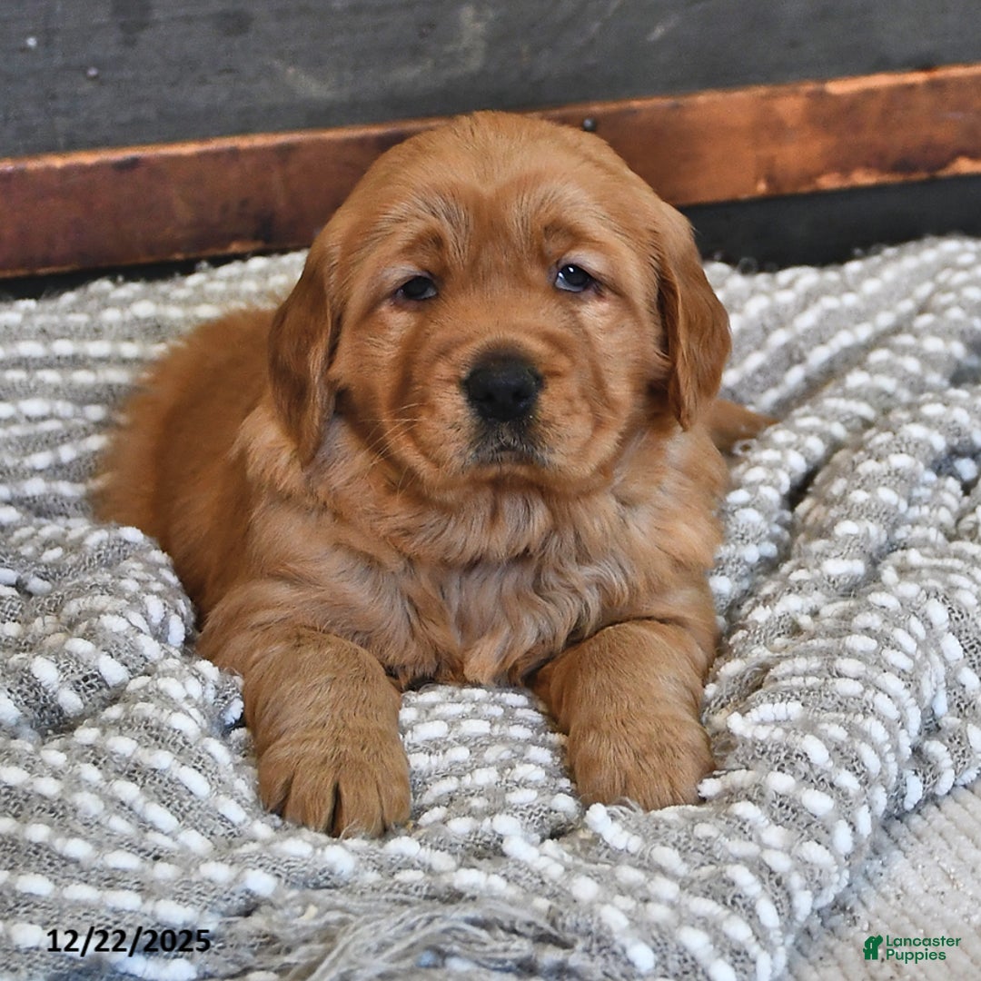 Golden Retriever dogs for sale: Adorable Addie - Ad 1