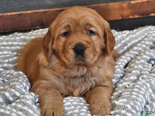 Golden Retriever dogs Adorable Addie - Ad 15