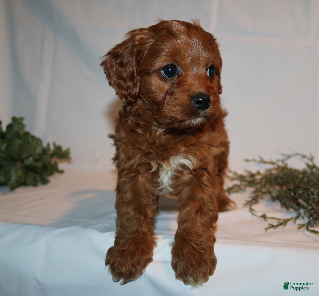 Cavapoo dogs for sale: Sally - Ad 4