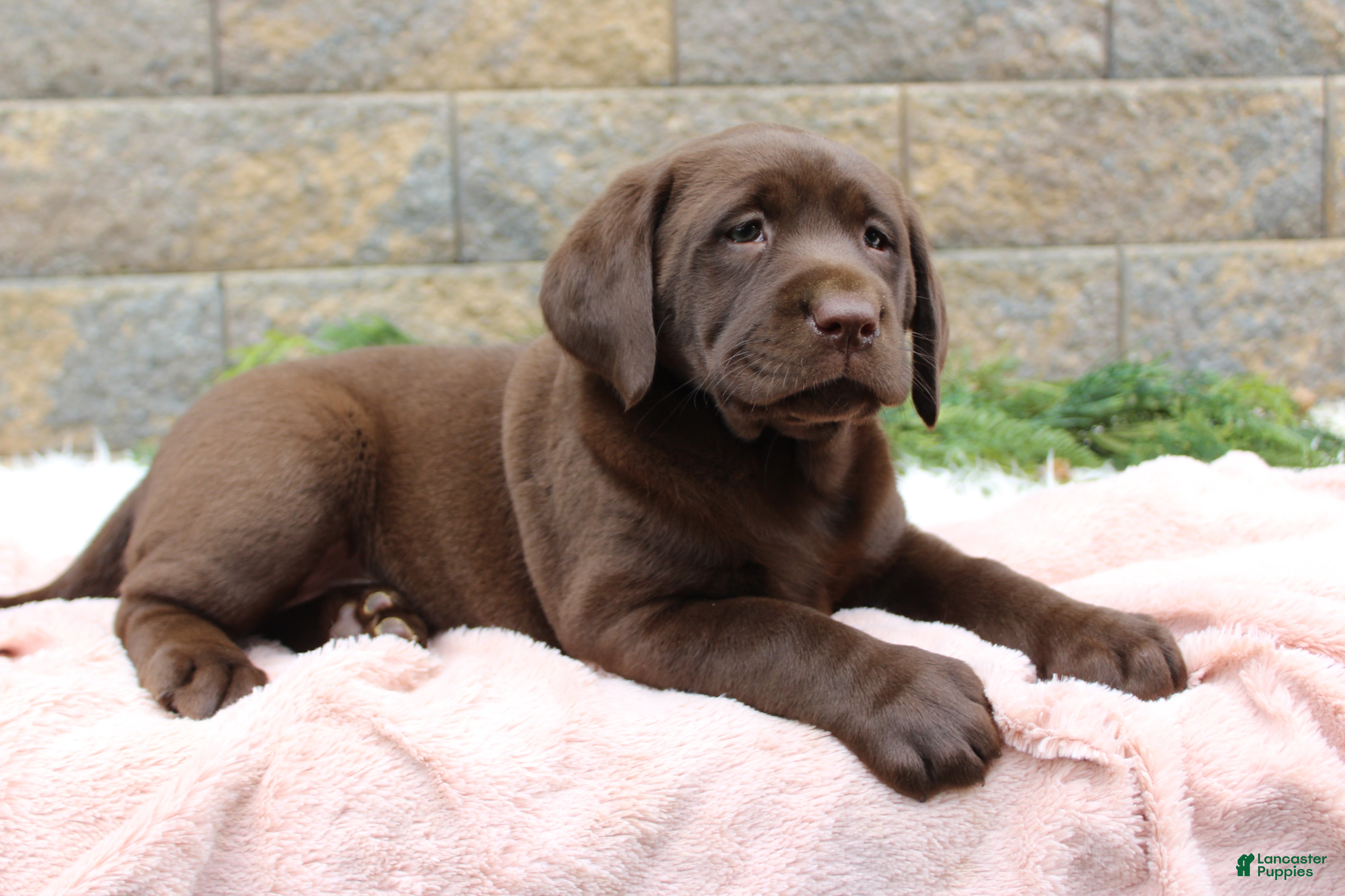 Labrador Retriever dogs Dandy - Ad 2