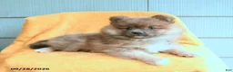 Pomeranian dogs for sale: Lucky - Ad 4