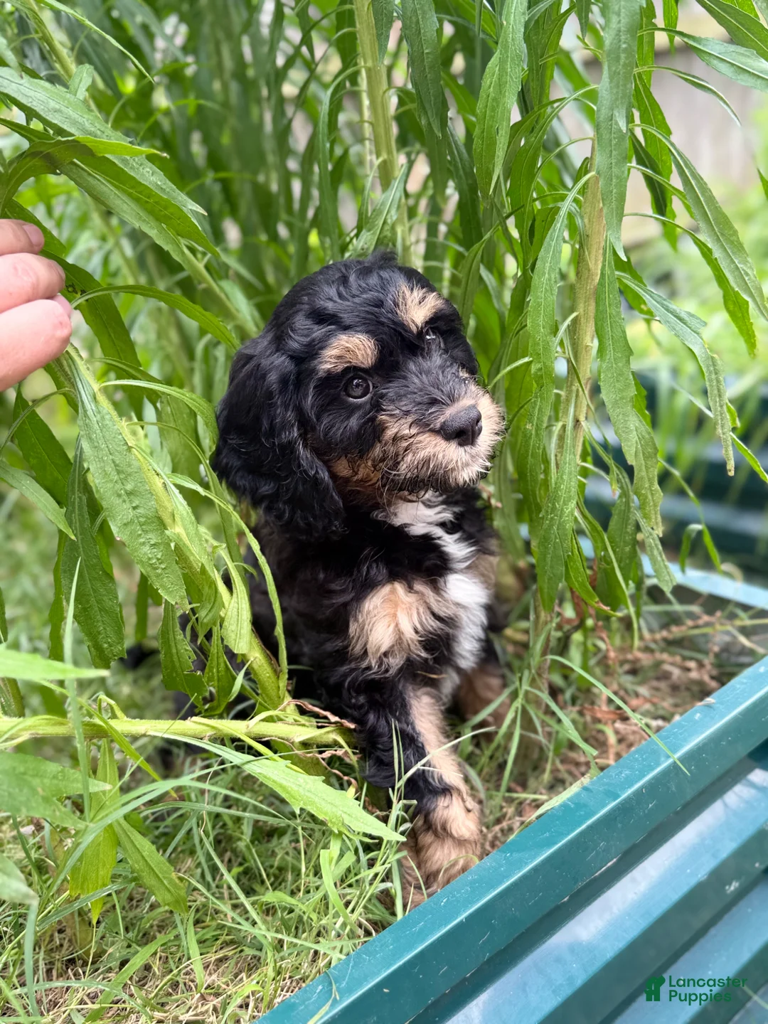 Mixed Breed dogs for sale: Rascal - Ad 2