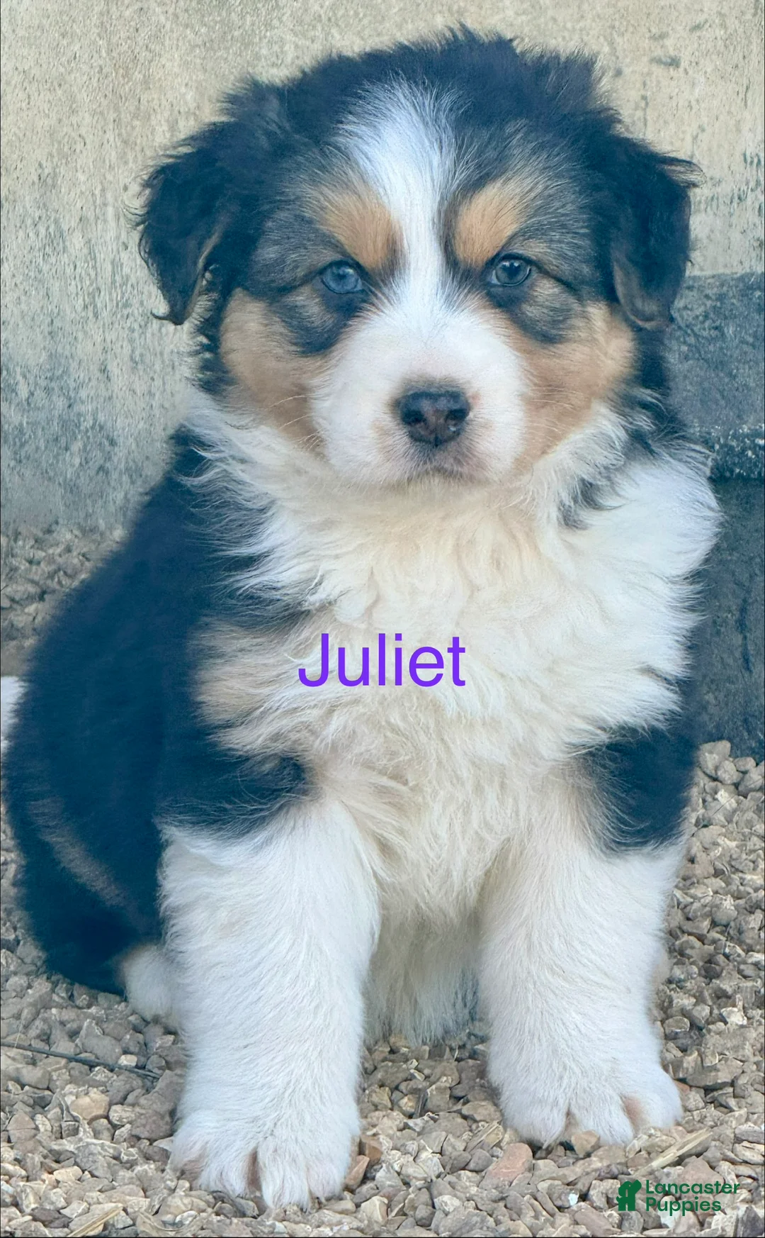 Australian Shepherd dogs for sale: Juliet - Ad 1