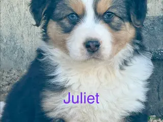 Australian Shepherd dogs Juliet - Ad 20