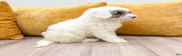 Miniature Poodle dogs for sale: Buddy - Ad 5