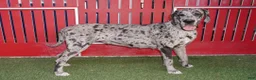 Great Dane dogs for sale: Sammy - Ad 4