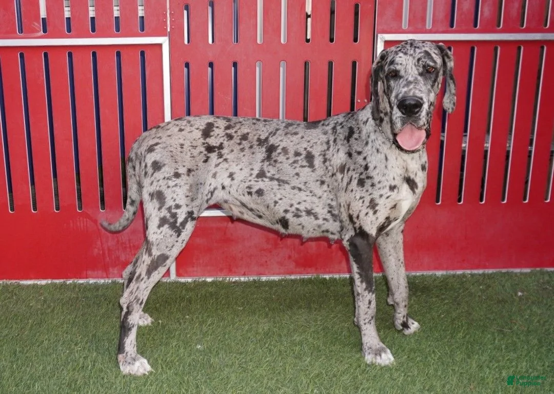 Great Dane dogs for sale: Sammy - Ad 4