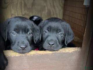 Labrador Retriever dogs Pink Collar - Ad 4