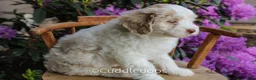 Mixed Breed dogs for sale: Venus - Ad 3
