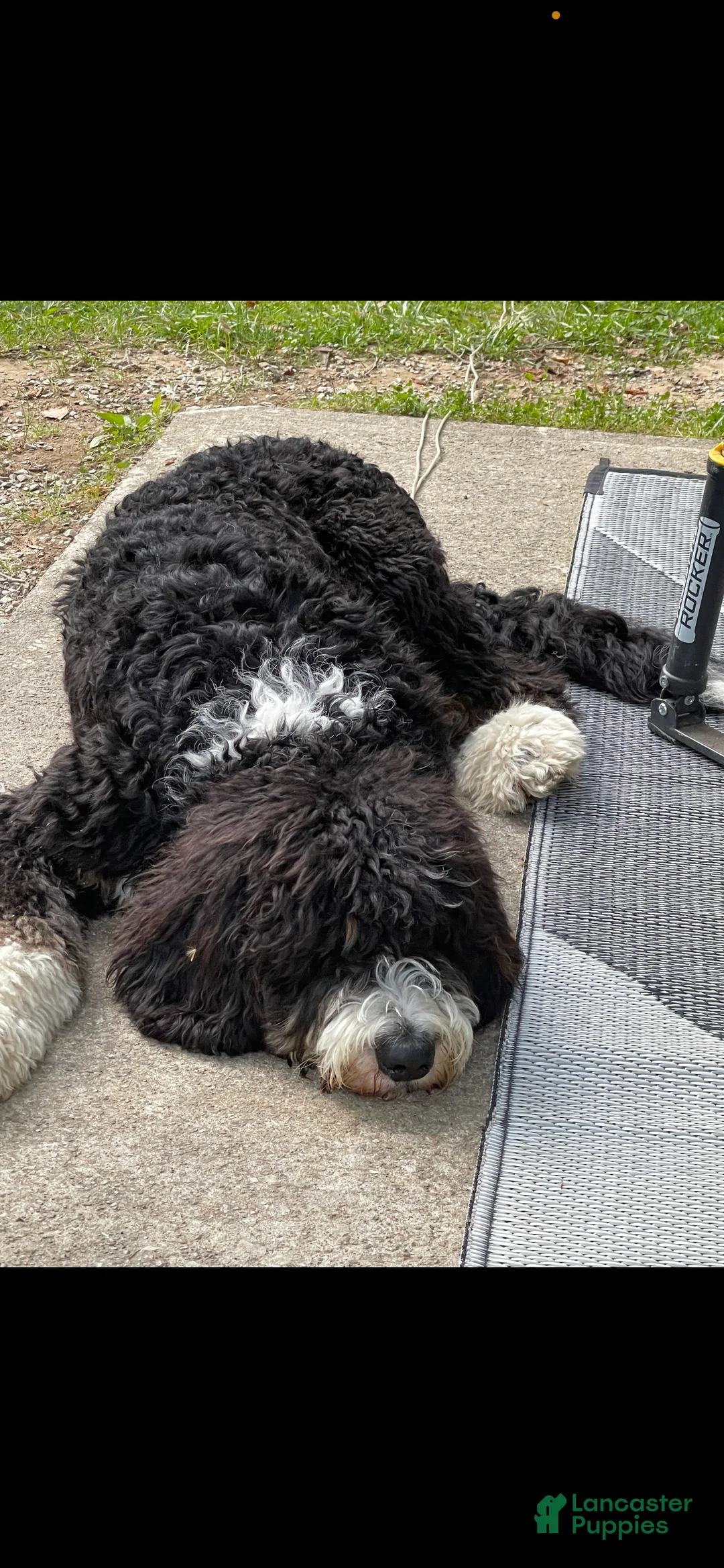 Bernedoodle dogs for sale: Australian Mountain Doodle Fuller - Ad 8