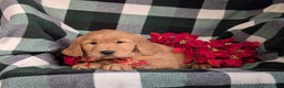 Golden Retriever dogs for sale: Bailey - Ad 8