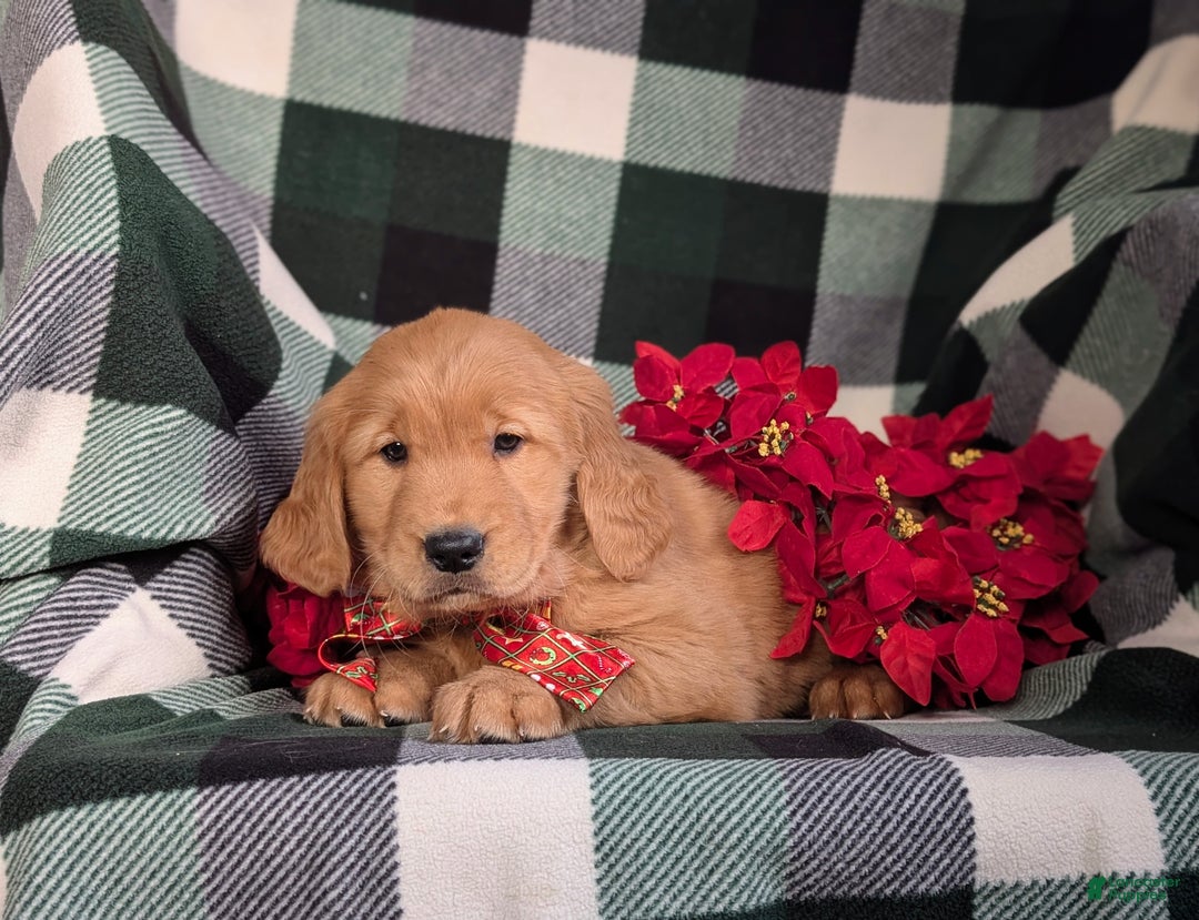 Golden Retriever dogs for sale: Bailey - Ad 8