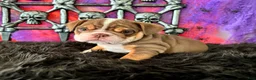 English Bulldog dogs for sale: Nugget - Ad 5