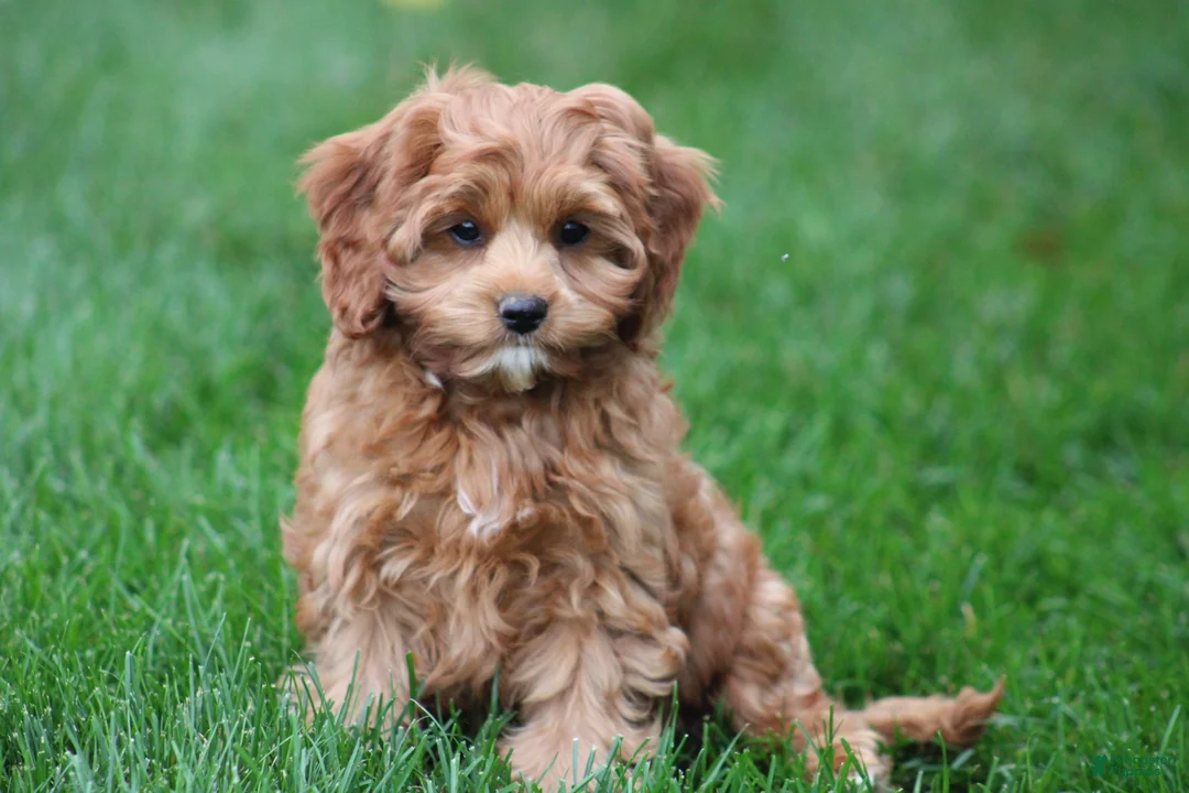 Cavapoo dogs for sale: Bently - Ad 1