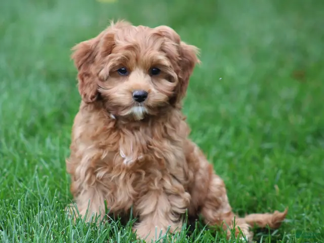 Cavapoo dogs for sale: Bently - Ad 1