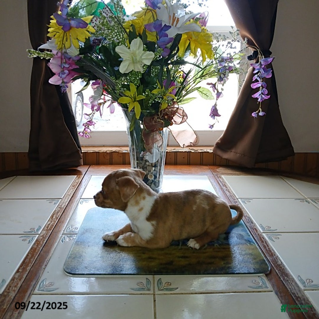 Chihuahua dogs for sale: Frisky - Ad 2