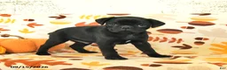 Pug dogs for sale: Champ  - Ad 3
