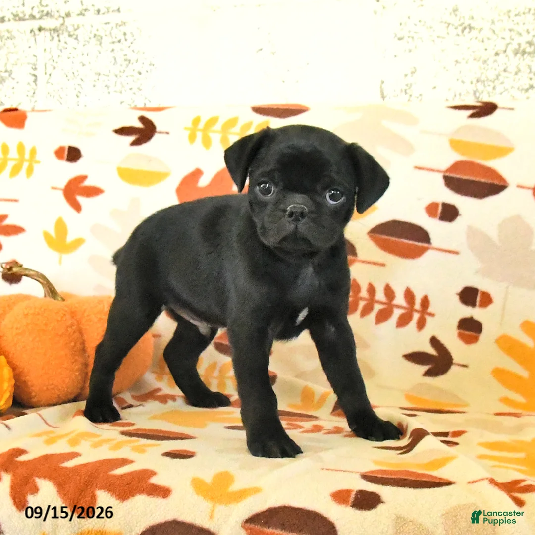 Pug dogs for sale: Champ  - Ad 3