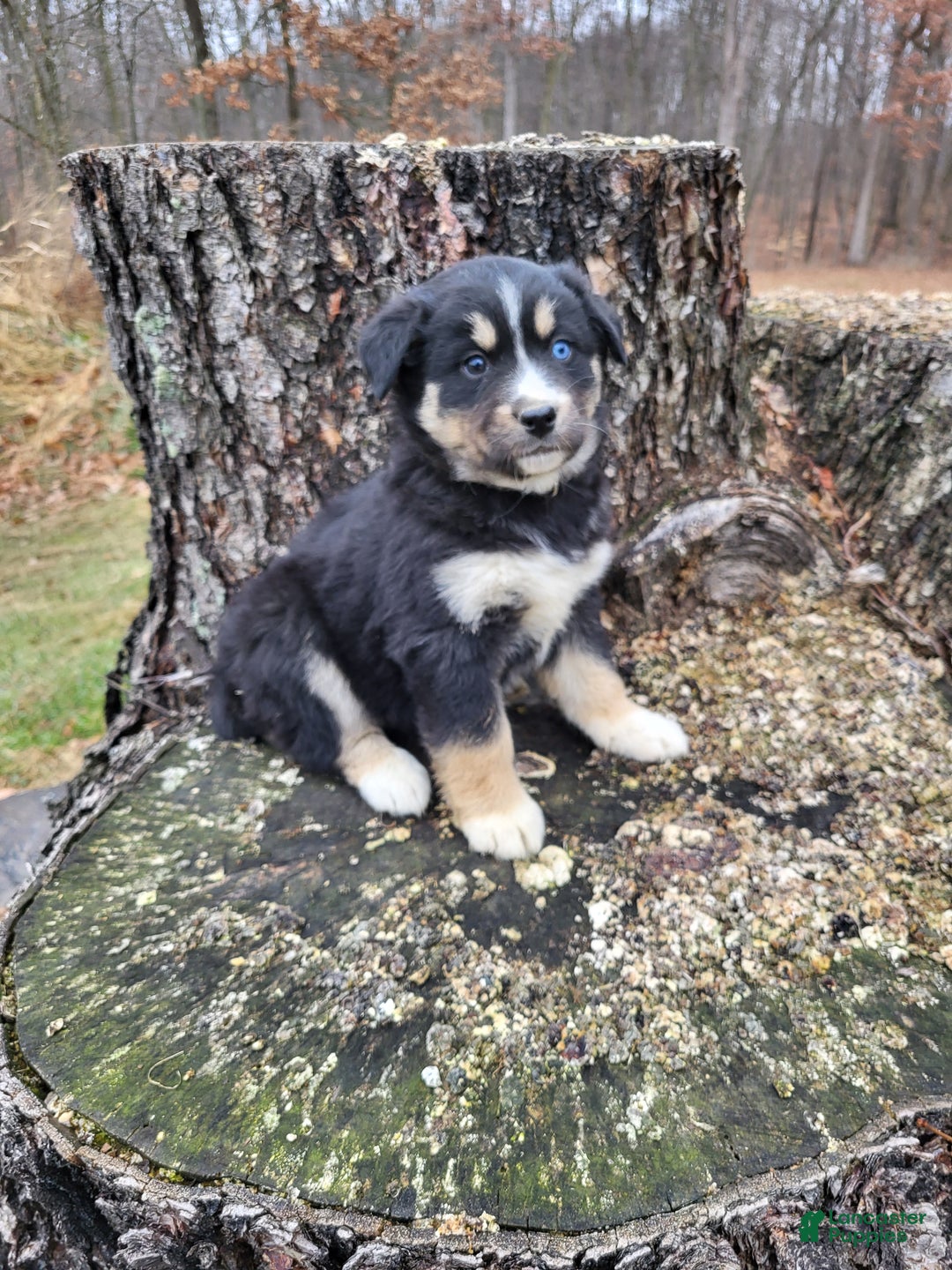 Mixed Breed dogs for sale: Lula - Ad 4